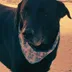 Black, cachorro preto de bandana na praia