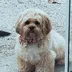 Hanna, cachorrinha de pelo claro